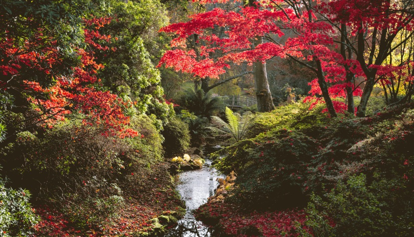 Exbury Gardens autumn colour